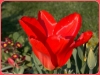 tulipan-1