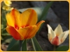 tulipan-12