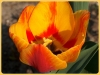tulipan-8