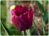 tulipan-9