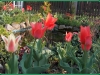 tulipany-2