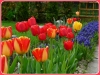 tulipany-3
