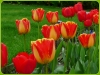 tulipany-4