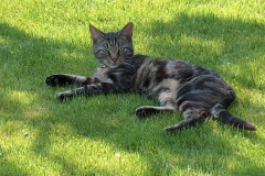 Fauna