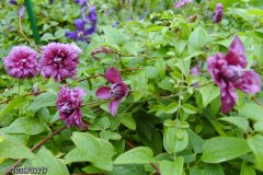 Kwiaty działki 23 i 33