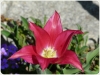 tulipan-11