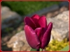 tulipan-4
