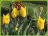 tulipany-1
